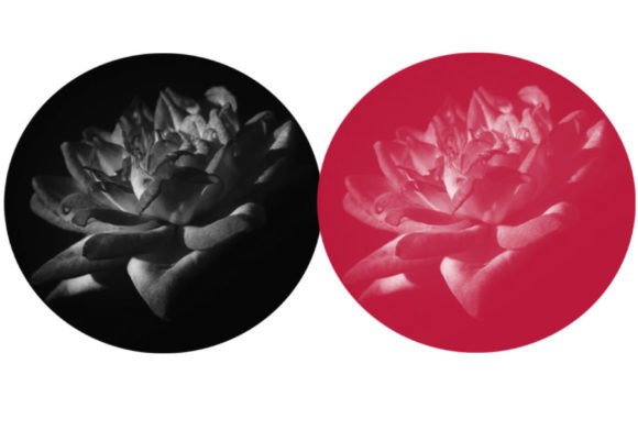 Waterlily Brush: Elevate Your Digital Art